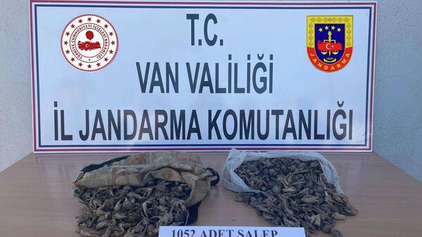 Van'ın Muradiye ilçesinde koruma altındaki salep soğanını kaçak toplayan 4 kişiye 438 bin 372 lira ceza kesildi. - Sputnik Türkiye