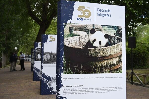 Madrid Hayvanat Bahçesi'nin 50. yılı kutlandı: 'Baba panda'ya pasta ikram edildi - Sputnik Türkiye