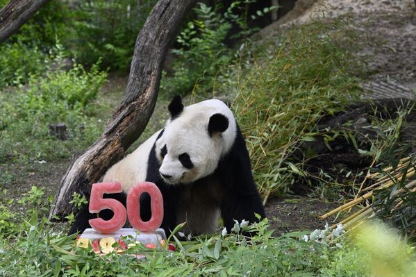 Madrid Hayvanat Bahçesi'nin 50. yılı kutlandı: 'Baba panda'ya pasta ikram edildi - Sputnik Türkiye