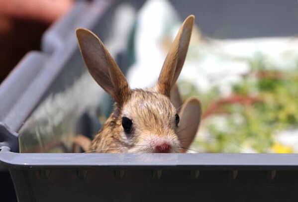 Kırmızı listede yer alıyor: Van’da bitkin halde bulunan Arap tavşanları özel bakıma alındı - Sputnik Türkiye