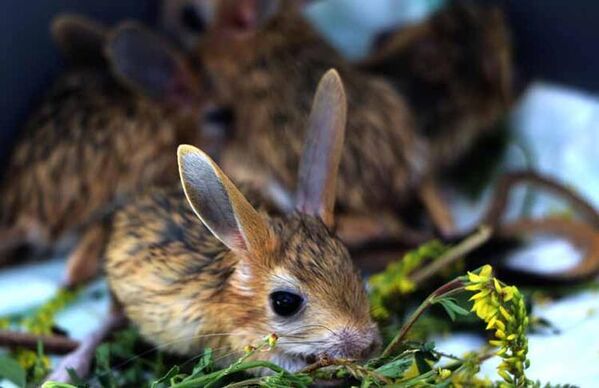 Kırmızı listede yer alıyor: Van’da bitkin halde bulunan Arap tavşanları özel bakıma alındı - Sputnik Türkiye