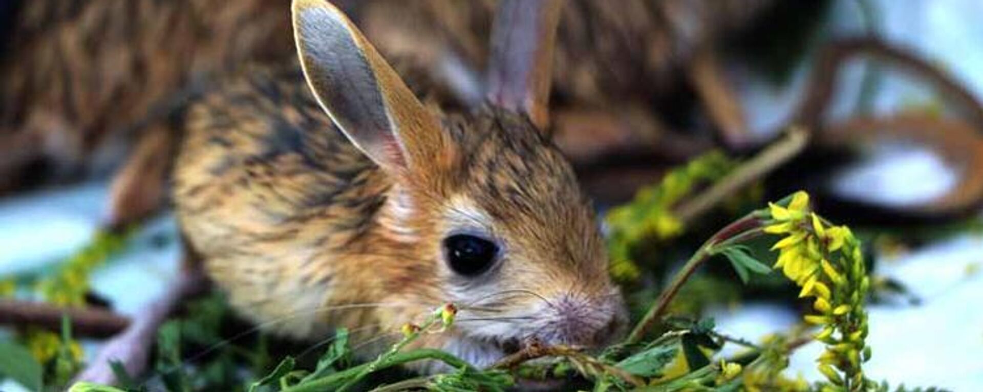 Kırmızı listede yer alıyor: Van’da bitkin halde bulunan Arap tavşanları özel bakıma alındı - Sputnik Türkiye, 1920, 13.08.2025