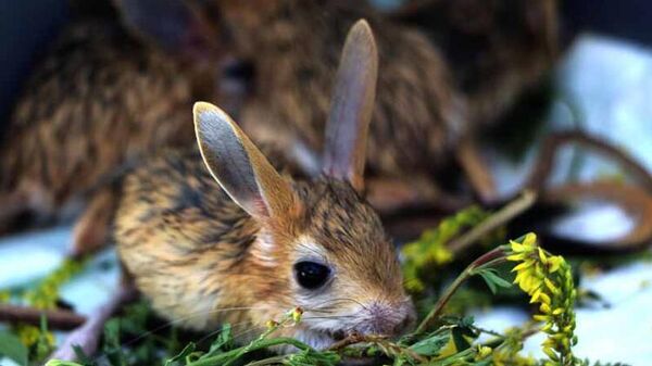 Kırmızı listede yer alıyor: Van’da bitkin halde bulunan Arap tavşanları özel bakıma alındı - Sputnik Türkiye