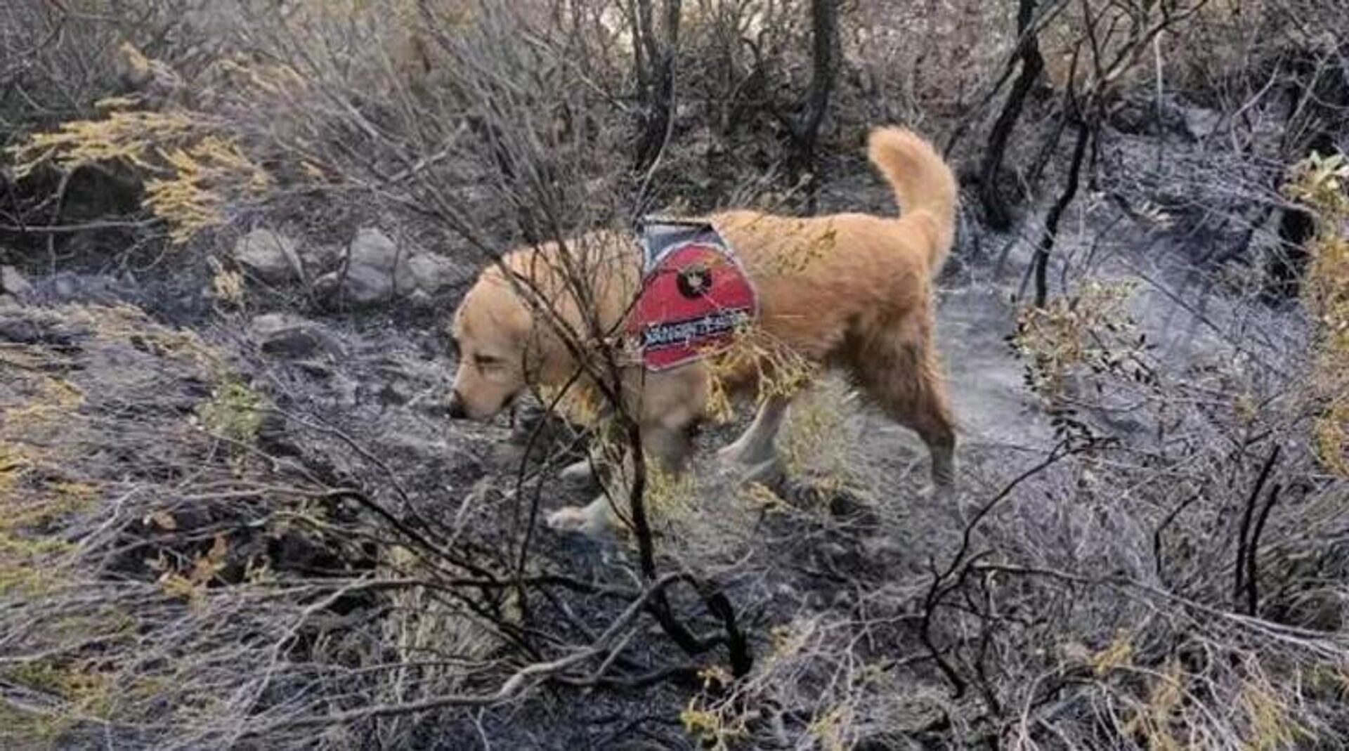 'Kadro', Türkiye'nin tek yangın tespit köpeği olarak biliniyor. - Sputnik Türkiye, 1920, 24.06.2022