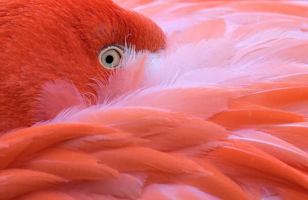 Фламинго прячет голову в перьях в зоопарке Кёльна - Sputnik Türkiye