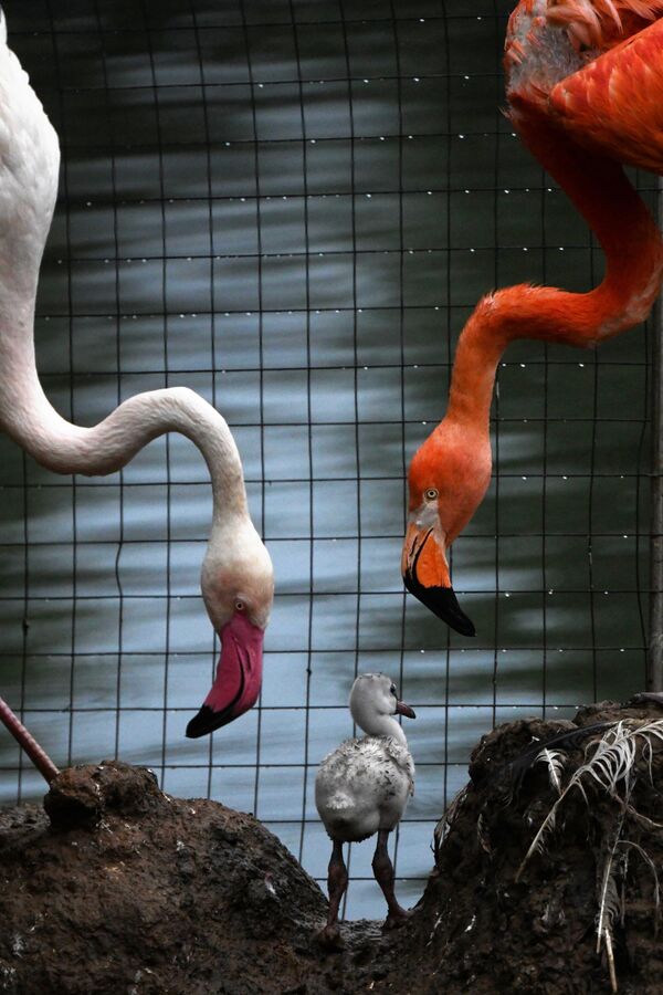 Красный и розовый фламинго с птенцом в Московском зоопарке  - Sputnik Türkiye