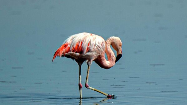 Чилийский фламинго в озере Чакса   - Sputnik Türkiye