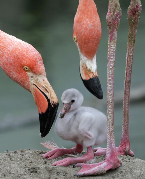 Flamingoların nesli, habitat kaybı, su kirliliği, göl ve kıyı şeritlerin tahribatı, avcılık ve kaçakçılık gibi sebeplerden dolayı flamingoların sayısı doğada her geçen gün azalıyor. - Sputnik Türkiye