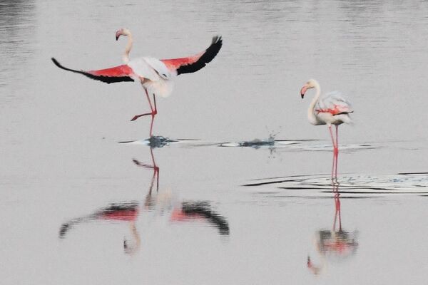 Flamingolar, uzun ve ince bacaklara, yine uzun, eğri bir boyuna ve rosa rengi tüylere sahip. - Sputnik Türkiye