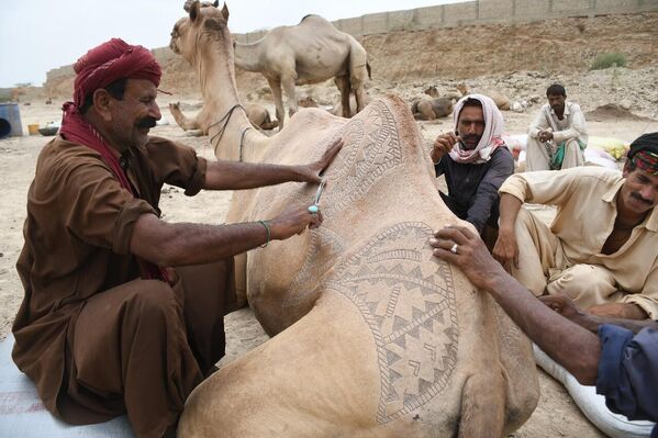 Pakistan’ın Karaçi şehrinde Kurban Bayramı dolayısıyla düzenlenen büyükbaş hayvan pazarında deve kuaförü ve çiftçi Ali Hassan Şah’ın süslediği develer dikkat çekti. - Sputnik Türkiye