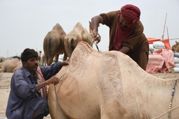 Her yıl düzenlenen büyükbaş hayvan pazarında develer için ayrı bir hazırlık yapılıyor. - Sputnik Türkiye