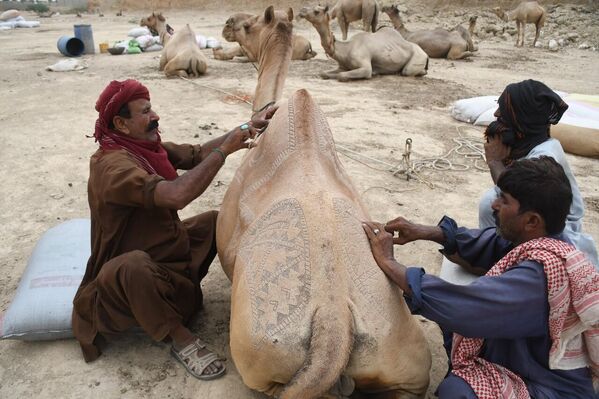 Pakistan&#x27;da yaklaşan Kurban Bayramı öncesi takılara bezenen hayvanların bulunduğu renkli kurban pazarlarında her yıl yoğunluk yaşanıyor. - Sputnik Türkiye