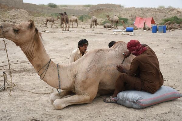 Pazara Sind eyaletindeki deve tüccarları yüzlerce deve getiriyor. - Sputnik Türkiye