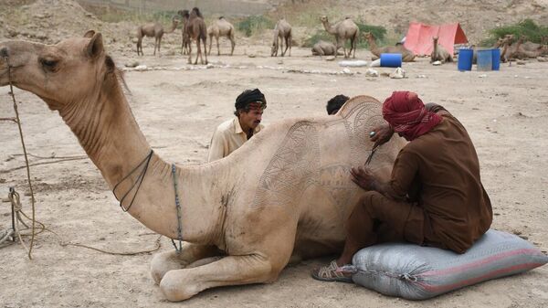 Pakistan'da Kurban Bayramı öncesi develer süslendi - Sputnik Türkiye