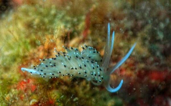 Antalya Körfezi'nde su altındaki mikro canlılar fotoğraflandı - Sputnik Türkiye