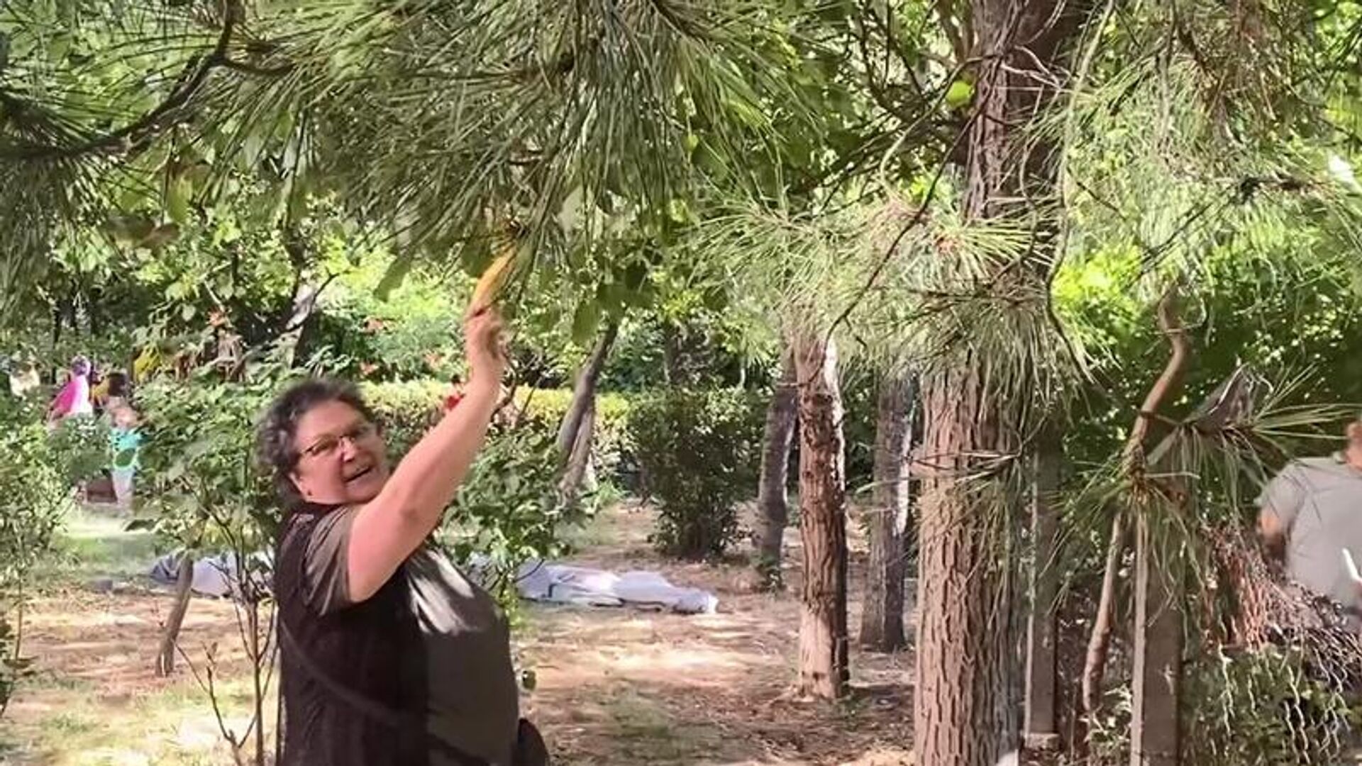 Mahalle sakini Kibriye Özer, Dışardan bir maymun geldi. Direkt ağaca çıktı. Ağaçtan indirmeye çalıştık ama indiremedik, belediyeyi aradık. Belediye ekipleri geldi. Bayağı uğraştılar almak için, ancak sonunda alıp götürdüler. Ben de fotoğraf çektirdim. Çok duygulandım. Bayıldığı için üzüldüm ama en azından indirdik. Sevimli bir hayvandı dedi. - Sputnik Türkiye, 1920, 05.07.2022