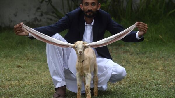Pakistan'da normalin çok daha üzerindeki uzunluğa sahip kulaklarla dünyaya gelen bir yavru keçi, medyanın ilgisini çekti. Sahibine göre yavru keçi Simba, dünya rekoru kırmaya aday. - Sputnik Türkiye