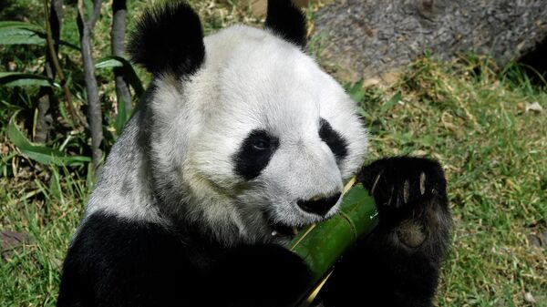 Meksika'nın en yaşlı pandası Shuan Shuan, - Sputnik Türkiye