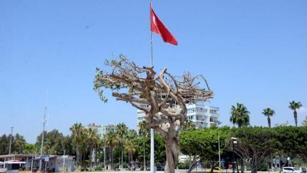 Yarım asırlık ağaca asit enjekte edip kuruttular - Sputnik Türkiye
