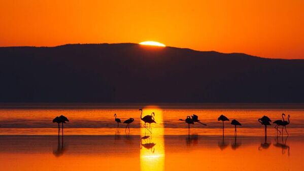 Tuz Gölü’ndeki doğa kampında flamingoları izlediler - Sputnik Türkiye