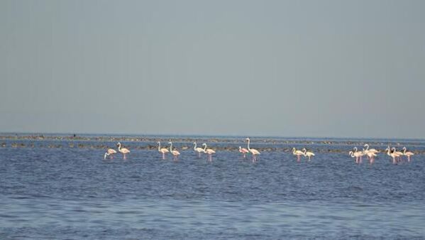 Tuz Gölü’ndeki doğa kampında flamingoları izlediler - Sputnik Türkiye