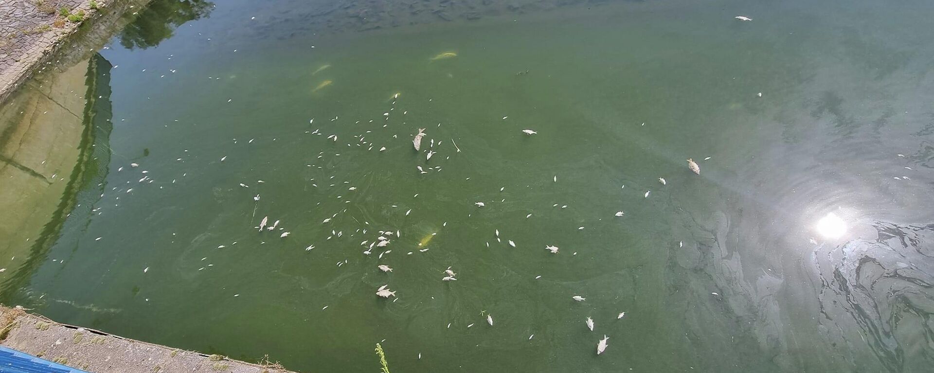 Çekya’nın güneydoğusundaki Thaya Nehri'nde siyano bakterilerinin artması nedeniyle oksijensiz kalan onlarca ton balık telef oldu. - Sputnik Türkiye, 1920, 23.07.2022