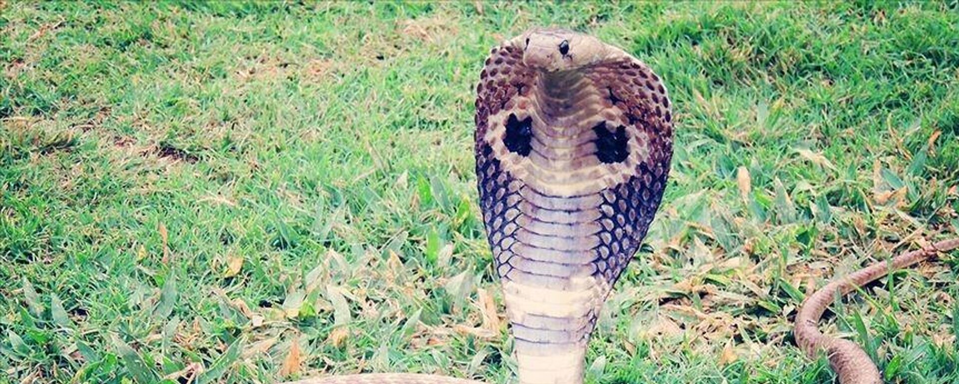 Yılan - Sputnik Türkiye, 1920, 01.05.2025