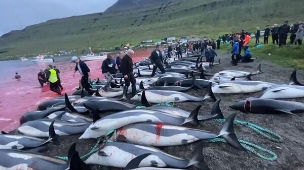 Faroe Adaları'nın Grindadrap Festivali'nde 100 şişeburunlu yunus katledildi
 - Sputnik Türkiye