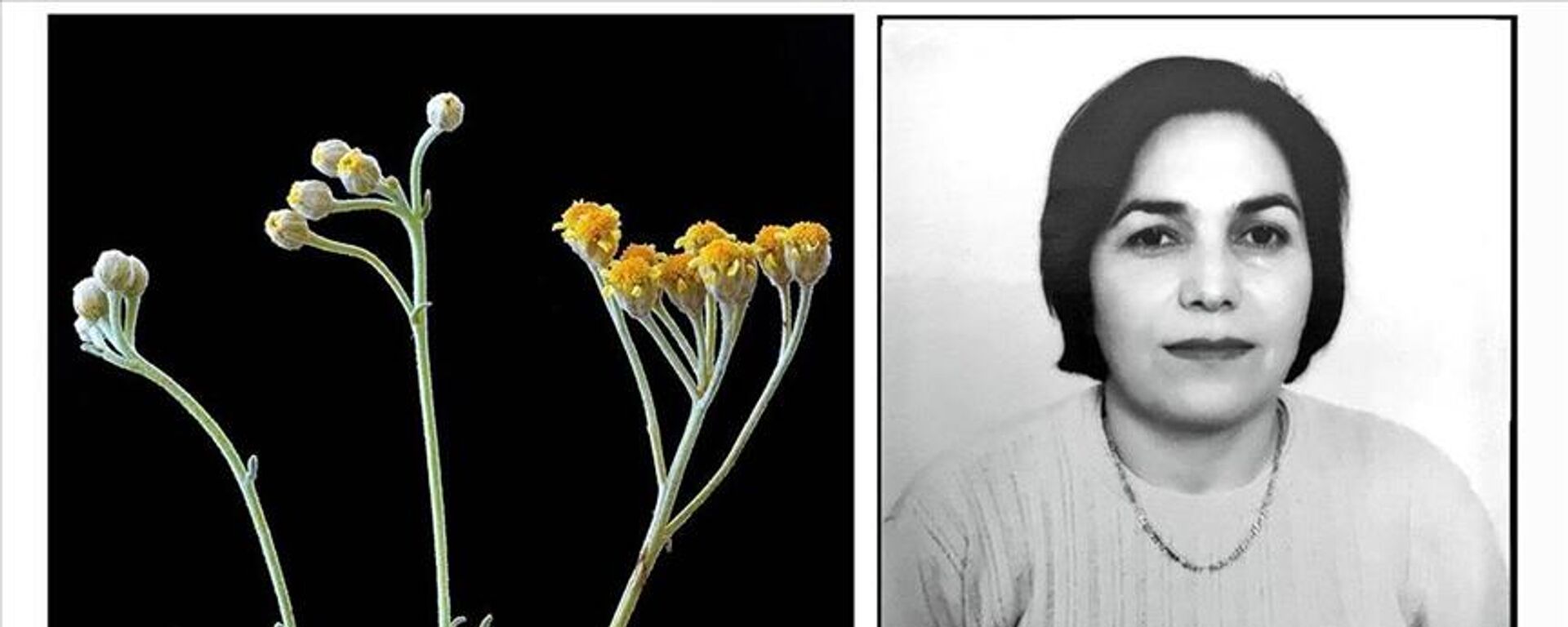 Vefat eden eşinin adını verdiği yeni bitki türü 'Hanımperçemi/Achillea Alimeana & Semiz ve Uysal' - Sputnik Türkiye, 1920, 05.08.2022