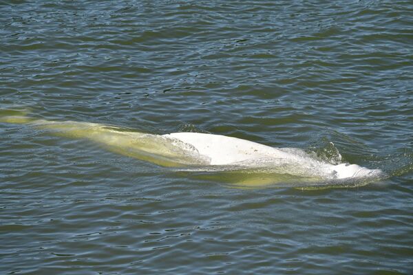Ülke basınındaki haberlere göre, salı günü Seine Nehri&#x27;nde tespit edilen ve başkent Paris&#x27;in kuzeyine 70 kilometre mesafedeki noktada sıkışıp kalan 4 metre uzunluğundaki balina, zayıf ve yorgun düştü. - Sputnik Türkiye