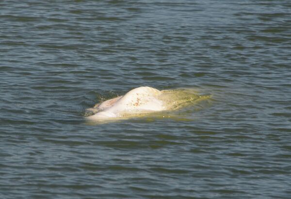 Genellikle soğuk sularda yaşayan bir tür olan beyaz balinanın, doğal yaşam alanından neden bu kadar uzaklaştığı henüz bilinmiyor. - Sputnik Türkiye