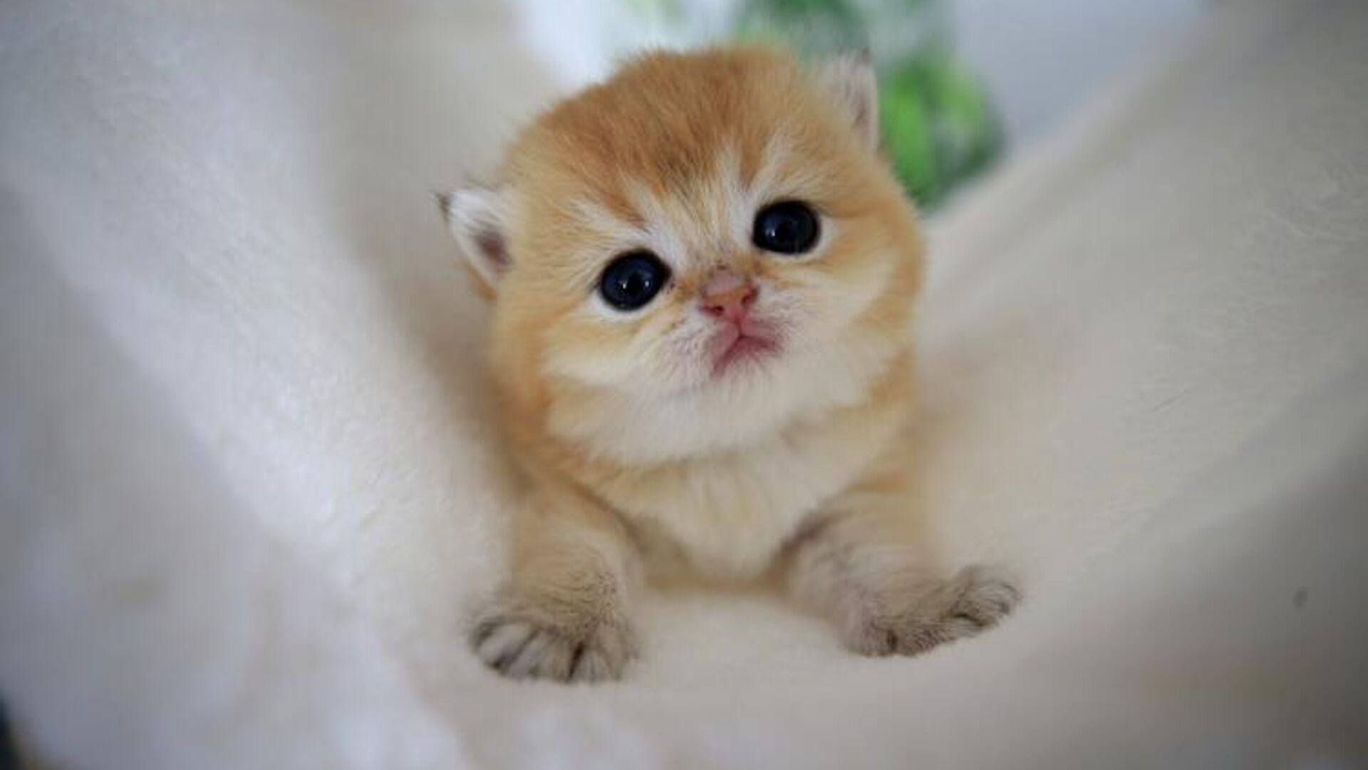 Kedi - Sputnik Türkiye, 1920, 06.01.2025