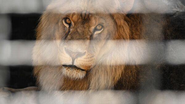Aslan - Sputnik Türkiye