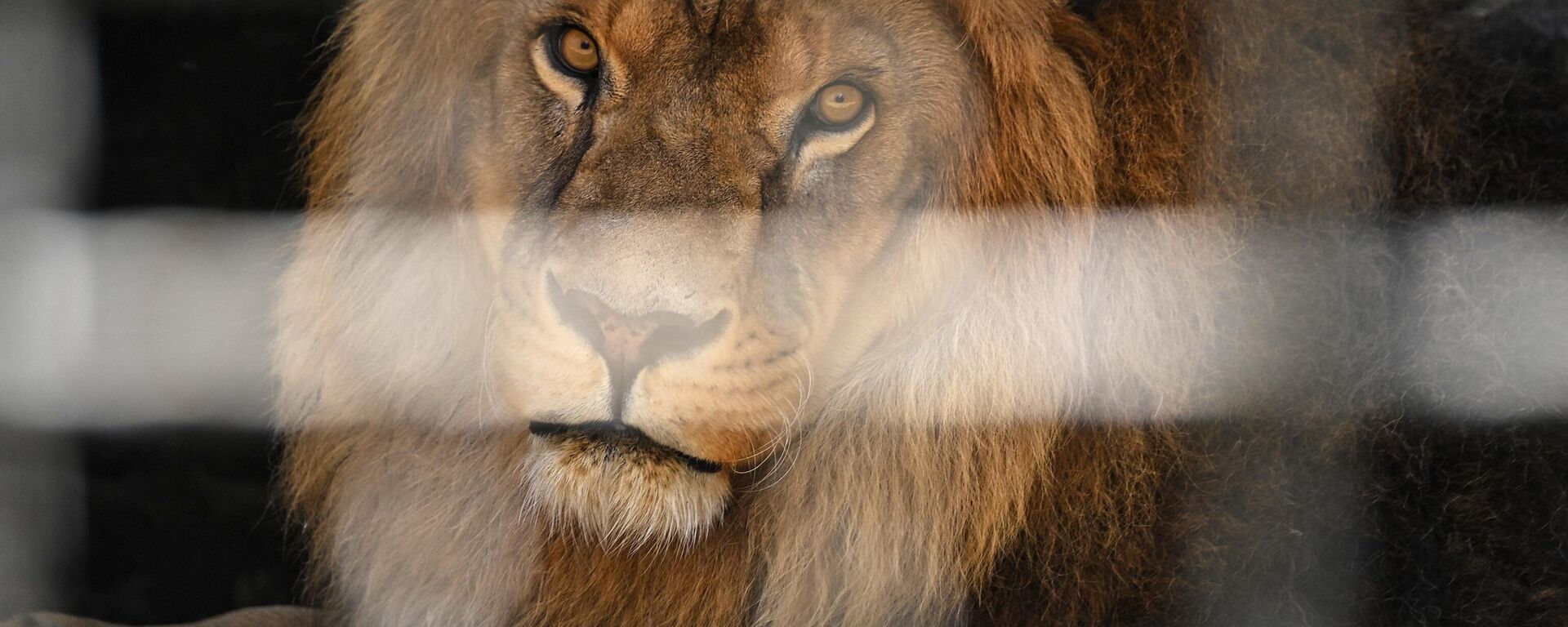 Aslan - Sputnik Türkiye, 1920, 06.07.2025