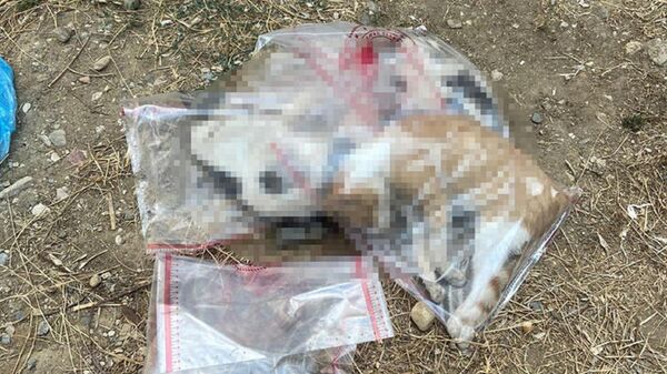 Manisa'da zehirlendikleri öne sürülen 15 kedi ile 1 köpek ölü bulundu
 - Sputnik Türkiye