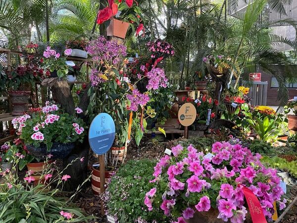 Kolombiya&#x27;nın en büyük ikinci kenti Medellin&#x27;de düzenlenen &#x27;Ulusal Orkide Festivali&#x27; yerli ve yabancı ziyaretçilerine kapılarını açtı. - Sputnik Türkiye