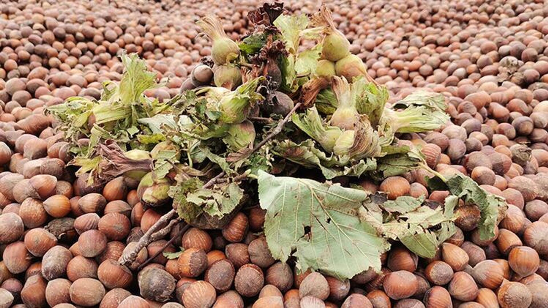 Fındık  - Sputnik Türkiye, 1920, 28.04.2026