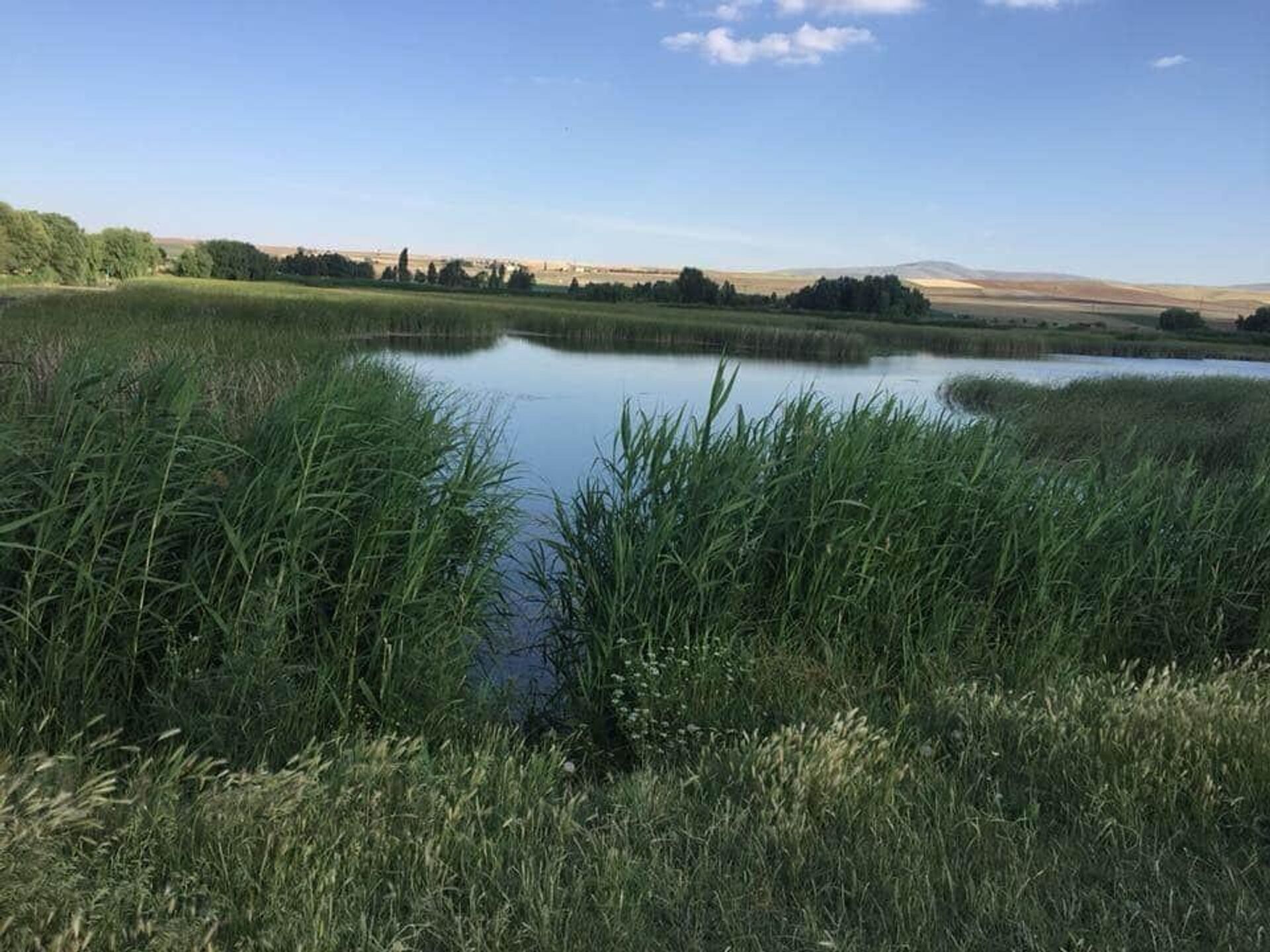 Afyonkarahisar'ın Emirdağ ilçesinde akan ve Sakarya Nehri'nin kollarından birisi olan Pınarbaşı akarsuyu kurudu. Balık ve kaplumbağa başta olmak üzere bir çok canlı akarsu kuruyunca telef oldu. - Sputnik Türkiye, 1920, 23.08.2022