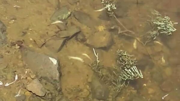 ABD'nin batı yakasında bulunan Kaliforniya  eyaletinin sahillerinde zehirlenmiş binlerce ölü balık kıyıya vurdu. - Sputnik Türkiye