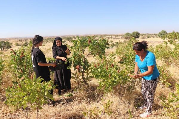 14 dil bilen, 22 kitap yazan rahibe, Midyat'a dönerek tarıma başladı - Sputnik Türkiye
