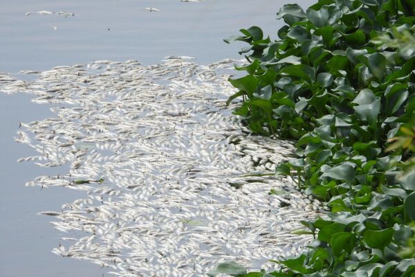 Hatay'da Asi Nehri'nde binlerce ölü balık su yüzeyine vurdu. - Sputnik Türkiye