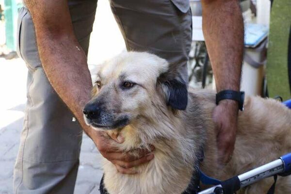Felçli köpek ‘Dost’, Meclis’te yaşıyor: Özel günlerde takım giyiyor - Sputnik Türkiye