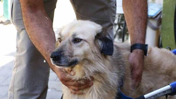 Felçli köpek ‘Dost’, Meclis’te yaşıyor: Özel günlerde takım giyiyor - Sputnik Türkiye