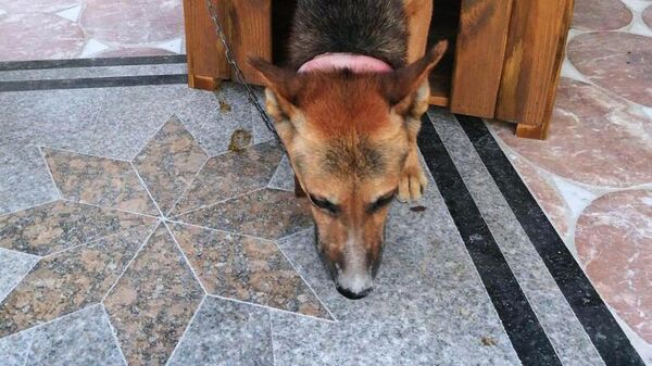 Antalya'da öldürülen köpek - Sputnik Türkiye