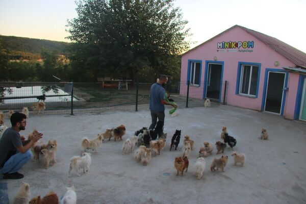 Yurt dışında gördü, Lice'de milyonluk ‘Pomeranian’ çiftliği kurdu - Sputnik Türkiye
