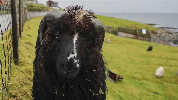 Faroe kelime olarak &quot;koyun&quot; anlamına geliyor. Faroe Adaları&#x27;nın nüfusu 54 bin, ülkedeki koyun sayısı ise 80 binden fazla. Ülkenin simgesi olan ve soğuğa dayanıklı bir tür olan bu koyunları, ülkenin her yerinde görmek mümkün. - Sputnik Türkiye