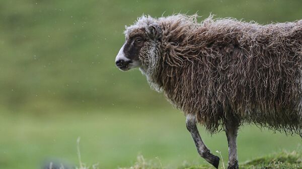 İnsandan fazla koyunun yaşadığı ülke: Faroe Adaları
 - Sputnik Türkiye