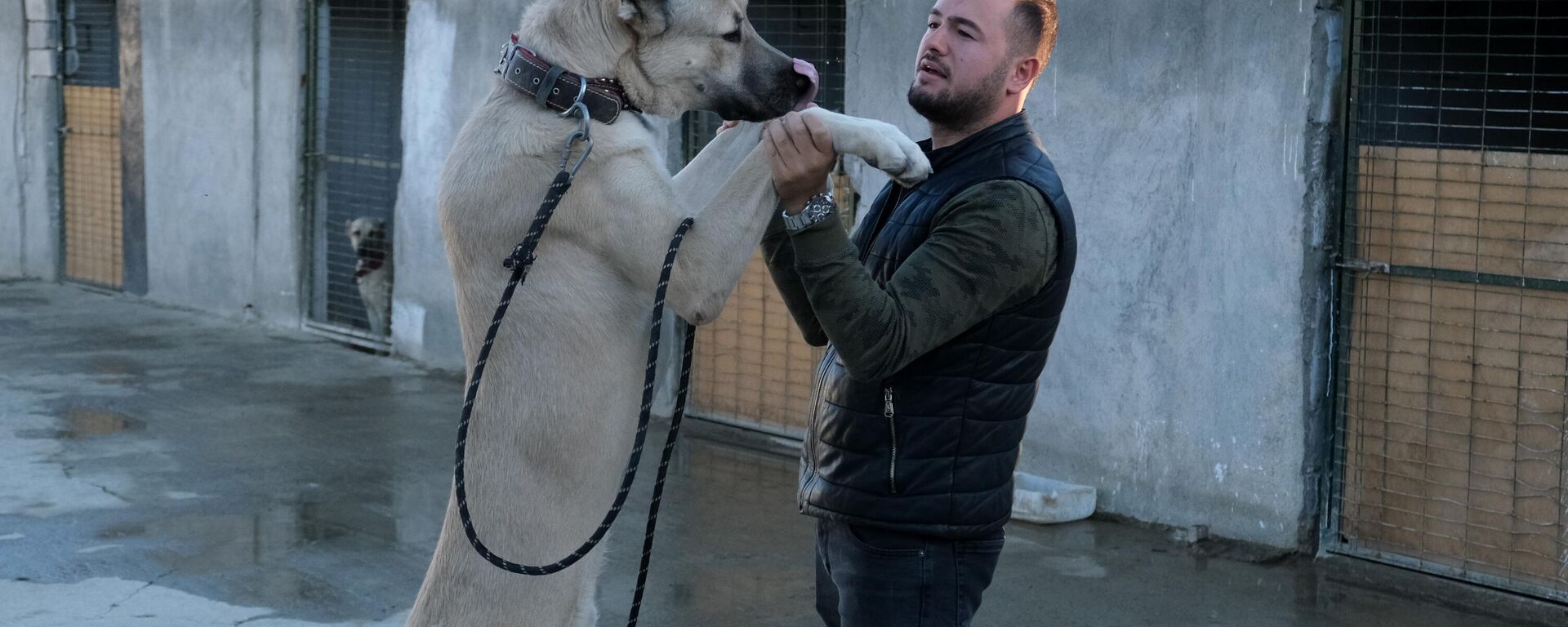 Pehlivan Kangal Köpek Çiftliği - Sputnik Türkiye, 1920, 01.10.2022