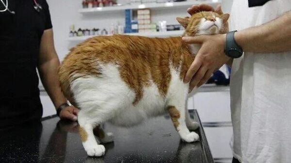 Diyet fayda etmedi: 8 kilo 480 gram ağırlığındaki obez kedi, 'mide botoksu' ile zayıfladı - Sputnik Türkiye