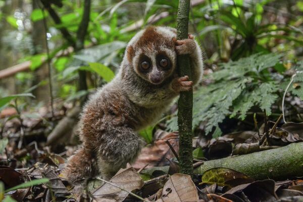 24 Ağustos 2021&#x27;de çekilmiş bu fotoğraf, dünyanın en büyük yok olma tehlikesi altındaki primat türlerinden biri olup sayısı 8 ile sınırlı olan Cava Yavaş Loris’lerden bir tanesine ait. Bu nadide hayvan, Endonezya&#x27;nın Riau eyaletinin Pekanbaru kentinin yakınlarında ormancılar tarafından vahşi doğaya salındıktan sonra görüntülendi. - Sputnik Türkiye